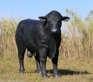 Black Bull Statue - Steer Statue - Angus Bull Life Size Statue Black 8 FT Long 3