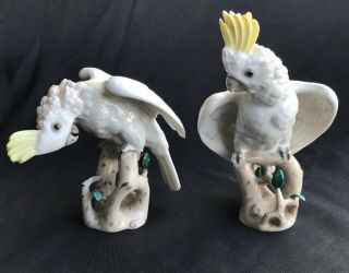 Rare Pair Augarten Wien Porcelain Cockatoo Bird Figurines Austria Nr