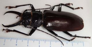 Stenodontes Exsertus Male 77.  2mm Dominican Republic Dr - 3 Longhorn Beetle Titanus