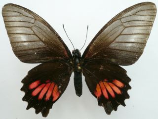 Papilio (mimoides) Arairathes Arianus Female From Rio Negro,  Dept.  Amazonas,  Bra