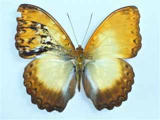 Fantastic Rarity Cymothoe Beckeri Gynandromorph Nymphaliidae Nymphalidae Rca