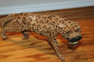 Antique Taxidermy Cheetah Model Figure Wild Animals Jaguar Cheetah 1904 Old.