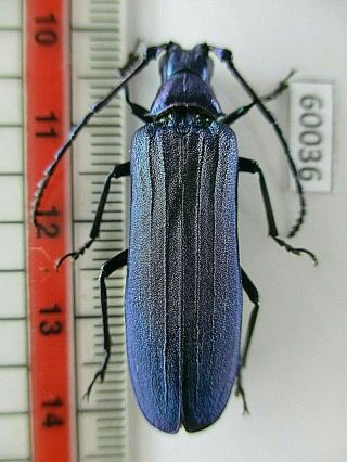 60036 Cerambycidae Sp.  Vietnam C.  Over 2000m