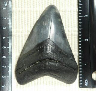 A Big And 100 Natural Carcharocles Megalodon Shark Tooth Fossil 90.  2gr