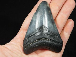 A BIG and 100 Natural Carcharocles MEGALODON Shark Tooth Fossil 90.  2gr 2