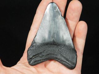 A BIG and 100 Natural Carcharocles MEGALODON Shark Tooth Fossil 90.  2gr 3