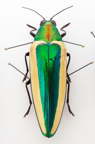 Chrysochroa Limbata 52,  Mm Giant From Indonesia