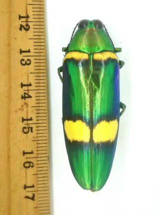 Buprestidae Chrysochroa Viridisplendens Laos 48mm A1