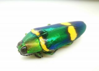 Buprestidae Chrysochroa viridisplendens Laos 48mm A1 2