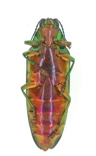 Buprestidae Chrysochroa viridisplendens Laos 48mm A1 3