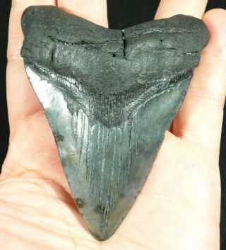 A Big And 100 Natural Carcharocles Megalodon Shark Tooth Fossil 101gr