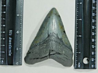 A BIG and 100 Natural Carcharocles MEGALODON Shark Tooth Fossil 101gr 2