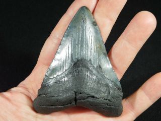A BIG and 100 Natural Carcharocles MEGALODON Shark Tooth Fossil 101gr 3