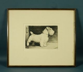 1927 Morgan Dennis P/s Etching Of A Show Dog,  Sealyham? Terrier,  " The Champion "