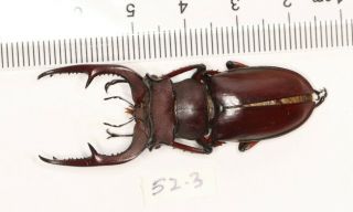 Lucanidae Lucanus Brivioi Fujian 52.  3mm