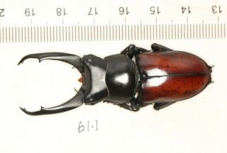 Lucanidae Hemisodorcus Dorcus Macleayi 61.  1mm Tibet