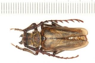 Cerambycidae Prionidae Prioninae Prionus From Yunnan (1)