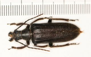 Cerambycidae Cerambycinae Prioninae From Fujian
