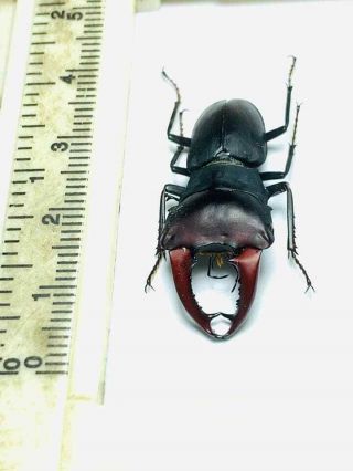 Lucanidae,  Macrocrates Australis A1 Male 31/32 Mm