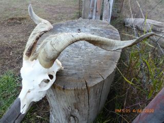 Young Billy Goat Skull With Horns Taxidermy Hunting Gothic Bone Craft Hunt