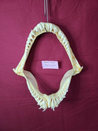 Xl Rare Sand Tiger Shark Jaws 12 " ×12.  5 " Taxidermy Teeth Tooth Skeleton Skull
