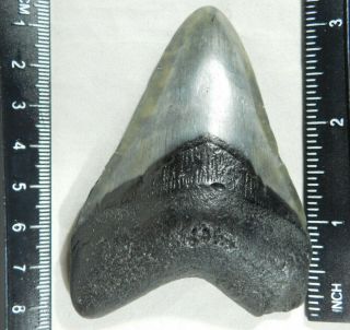A Big And 100 Natural Carcharocles Megalodon Shark Tooth Fossil 71.  4gr
