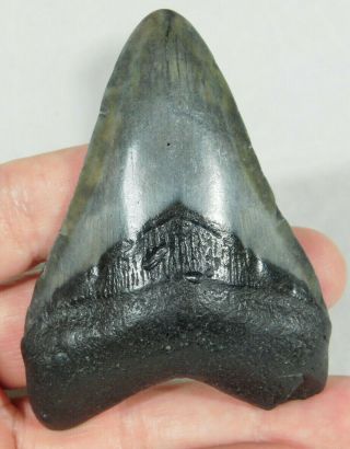 A Big and 100 Natural Carcharocles MEGALODON Shark Tooth Fossil 71.  4gr 2