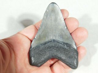 A Big and 100 Natural Carcharocles MEGALODON Shark Tooth Fossil 71.  4gr 3