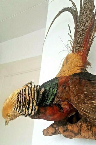 Stunning Vintage Golden Pheasant Taxidermy,  Pre 1947 Dated 1945
