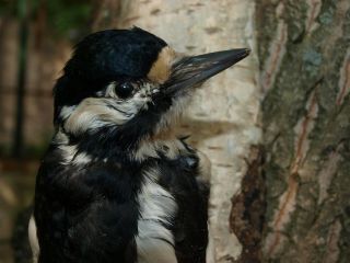 Woodpecker Taxidermy Hunting Preparat