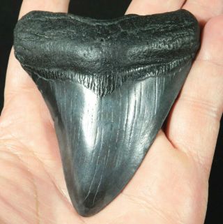 A Big And 100 Natural Carcharocles Megalodon Shark Tooth Fossil 104gr