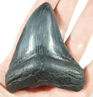 A Big and 100 Natural Carcharocles MEGALODON Shark Tooth Fossil 104gr 2