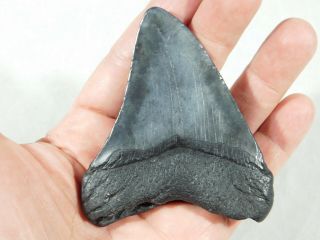 A Big and 100 Natural Carcharocles MEGALODON Shark Tooth Fossil 104gr 3