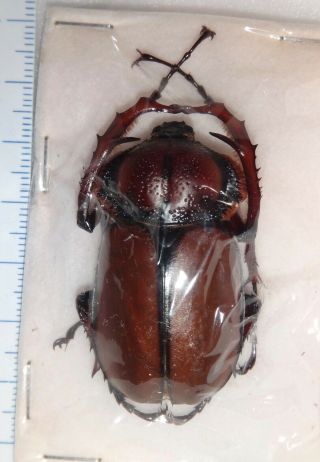 Propomacrus Davidi Fujianensis 45mm China Beetle Insect Euchirius Long Arms