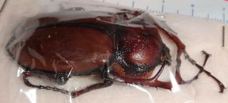 Propomacrus davidi fujianensis 45mm China Beetle Insect Euchirius Long Arms 3