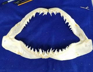 24 " ×15 " Mako Shark Jaws Tooth Teeth Taxidermy Mount Skull Skeleton Real Bone