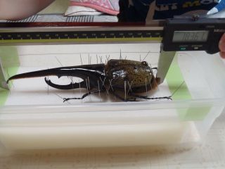 Insect Specimen Dynastes Hercules Hercules Full 183mm 177mm Extremely Rare Japan