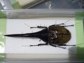 Insect specimen Dynastes hercules hercules Full 183mm 177mm Extremely rare Japan 3