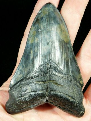 A Big And 100 Natural Carcharocles Megalodon Shark Tooth Fossil 131gr
