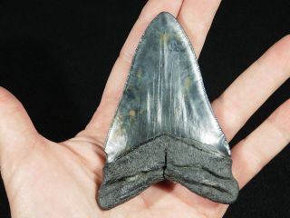 A BIG and 100 Natural Carcharocles MEGALODON Shark Tooth Fossil 131gr 2