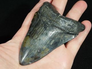 A BIG and 100 Natural Carcharocles MEGALODON Shark Tooth Fossil 131gr 3
