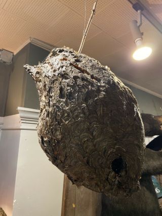 Hornet Nest Huge Intact Bee Wasp Hive Nest Taxidermy 24”