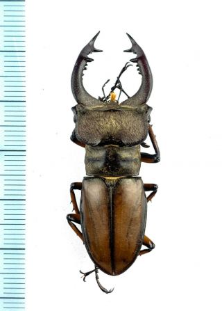 Lucanidae Lucanus Delavayi 48.  7mm China Sichuan Big Size