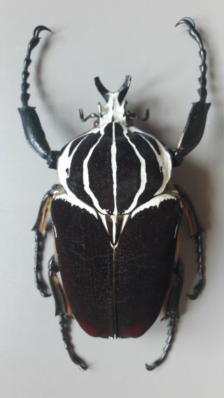 Goliathus Goliatus Apicalis 104mm,  Giant From Cameroon