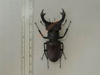 Lucanidae - Lucanus Cervus 67mm Rare From Netherlands 918