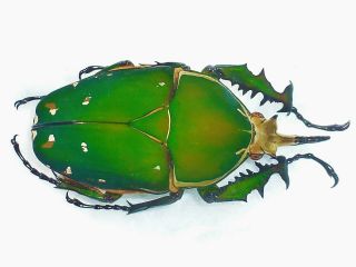 Mecynorrhina Torquata Male Huge 76mm,  Green Cetonidae Cameroon