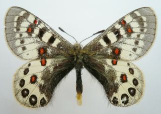 Parnassius Hardwickii Albicans Female From Sikkim (old Specimen From 1894)