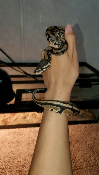 3 Month Old Ball Python With Cage,  Lamp,  Light Bulbs,  And Hides.