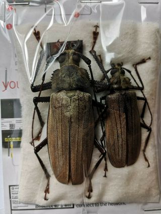 Very Rare Xixuthrus Nycticorax 85/64mm Pair A1/a2 Prioninae Cerambycidae