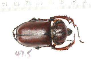 Cetonidae Dynastidae Euchiridae Propomacrus Davidi Fujianensis 47.  5mm